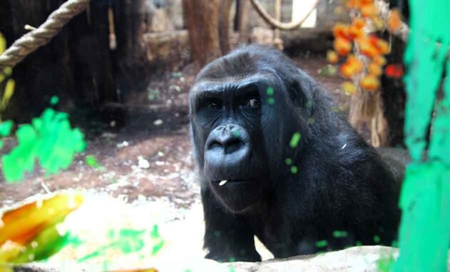 gorylice w Warszawskim ZOO