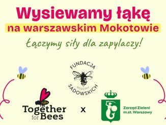 nowa łąka kwietna