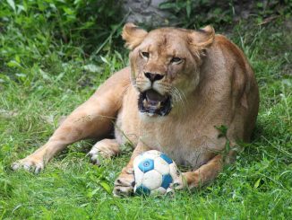 Zbiórka piłek dla dzikich kotów Warszawskiego ZOO