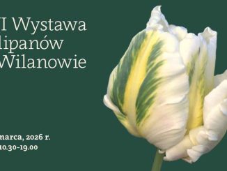 Wystawa Tulipanów w Wilanowie
