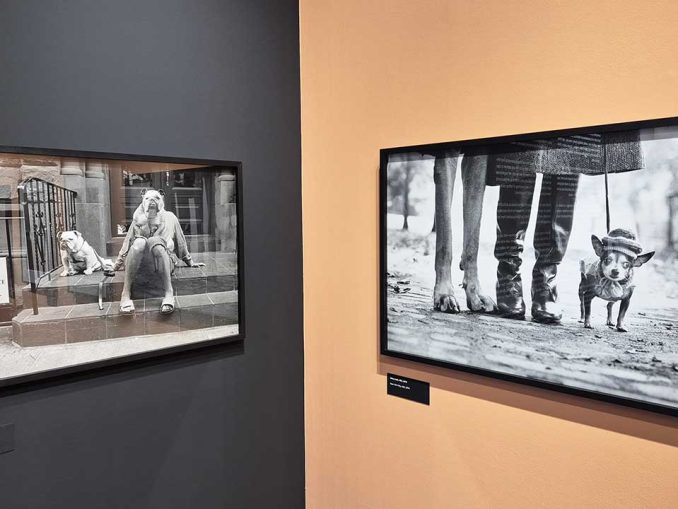 Wystawa zdjęć Elliotta Erwitta w DSH w Warszawie